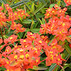 Euphorbia Griffithii