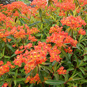 Euphorbia Griffithii