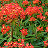 Euphorbia Griffithii - Fireglow