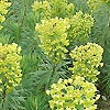 Euphorbia Characias - Lambrook Gold