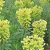 Euphorbia Characias - Lambrook Gold