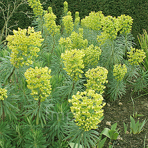 Euphorbia Characias 'Lambrook Gold' - Spurge