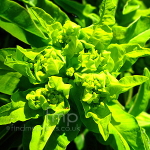 Euphorbia Polychroma 'Midas'