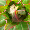 Euphorbia Palustris