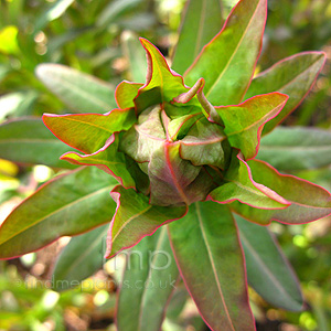 Euphorbia Palustris