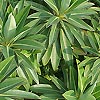 Euphorbia Pasteurii