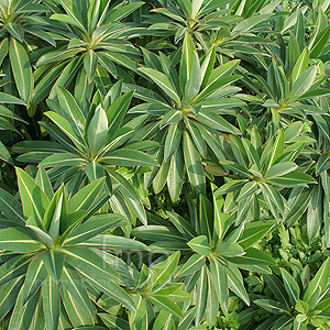 Euphorbia Pasteurii