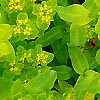 Euphorbia Pilosa - Major