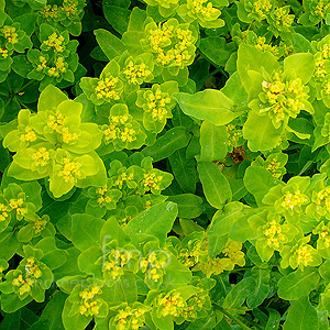 Euphorbia Pilosa 'Major'
