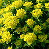 Euphorbia Polychroma