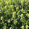 Euphorbia Amygdaloides - Robbiae