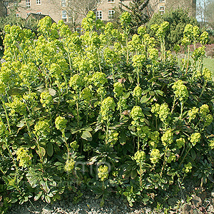Euphorbia Amygdaloides 'Robbiae' - Wood Spurge