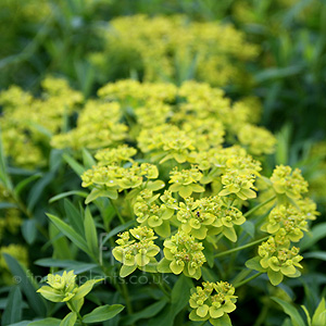 Euphorbia Sarawschanica