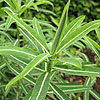 Euphorbia Schillingii