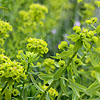Euphorbia Seguieriana
