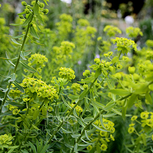 Euphorbia Seguieriana