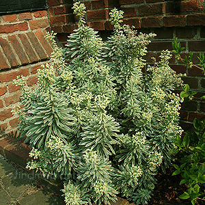 Euphorbia Characias 'Silver White Swan'