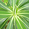 Euphorbia Stygiana