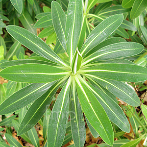 Euphorbia Stygiana