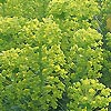 Euphorbia Characias - wulfenii