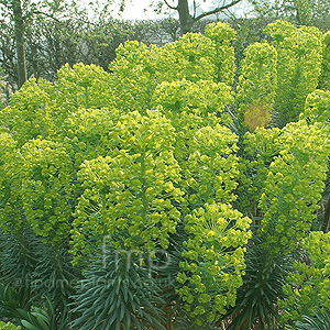 Euphorbia Characias wulfenii - Spurge