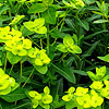 Euphorbia Longifolia
