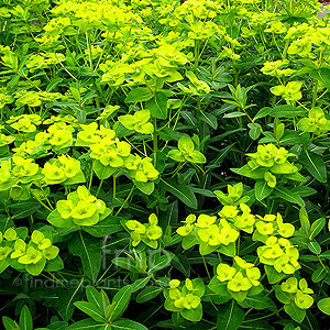 Euphorbia Longifolia