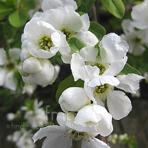 Exochorda X Macrantha 'The Bride'