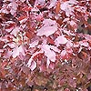Fagus Sylvatica - Purpurea Pendula