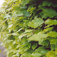 Fagus Sylvatica - Common Beech, Fagus