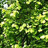 Fagus Sylvatica - Dawyck Gold