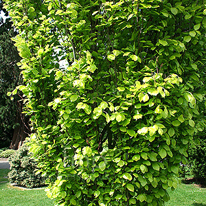 Fagus Sylvatica Dawyck Gold - Dawyck Gold, Fagus