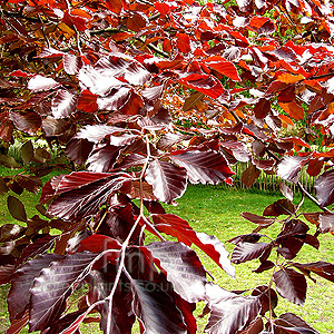 Fagus Sylvatica 'Purpurea' - Fagus, Copper Beech