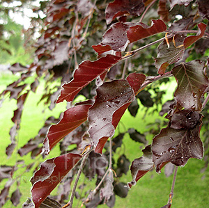 Fagus  Sylvatica 'Riversii' - Fagus, Beech