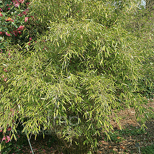 Fargesia Murielae - Bamboo