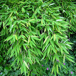 Fargesia Murielae - Umbrella Bamboo