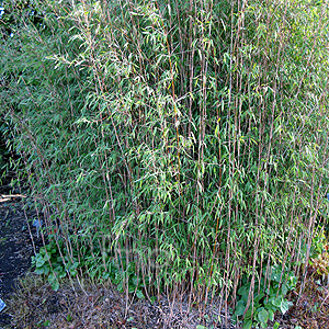 Fargesia Nitida - Bamboo, Fargesia