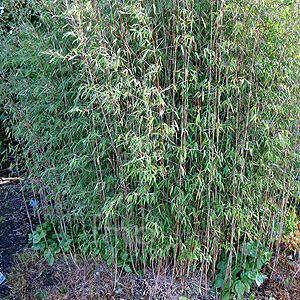 Fargesia Nitida - Bamboo, Fargesia