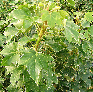 Fatshedera Lizei 'Variegata' - Variegated Tree Ivy