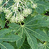 Fatsia Japonica