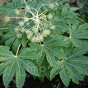 Fatsia Japonica - Fig Leafed Palm