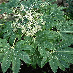 Fatshedera Lizei - Tree Ivy