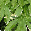 Fatsia Japonica - Variegata