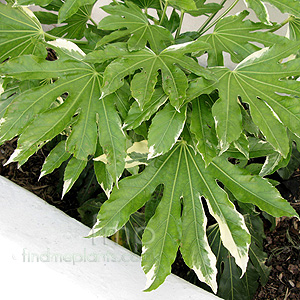 Fatsia Japonica 'Variegata' - Fatsia Palm