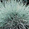 Festuca Glauca