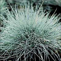 Festuca Glauca - Blue Fescue