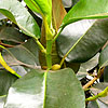 Ficus Rubignosa