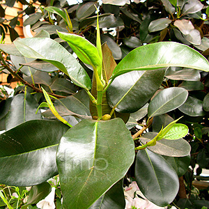 Ficus Rubignosa - Ficus, Rubber Tree