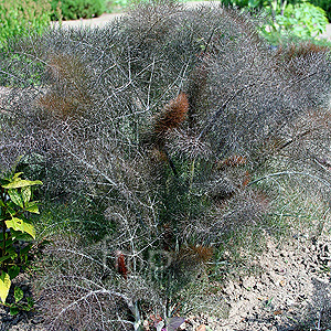 Foeniculum Vulgare Purpureum - Purple Fennel, Foeniculum