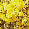 Forsythia X Intermedia